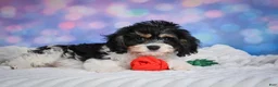 Cavachon dogs for sale: Teddy - Ad 6