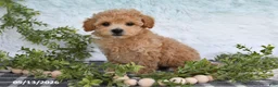 Bichpoo dogs for sale: Holly - Ad 2