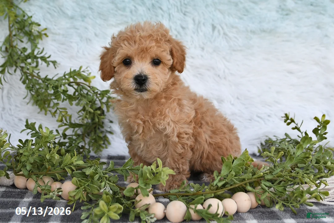 Bichpoo dogs for sale: Holly - Ad 2