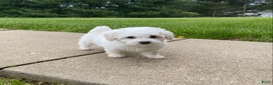 Pippa