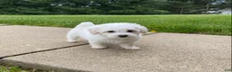 Bichpoo dogs for sale: Pippa - Ad 1