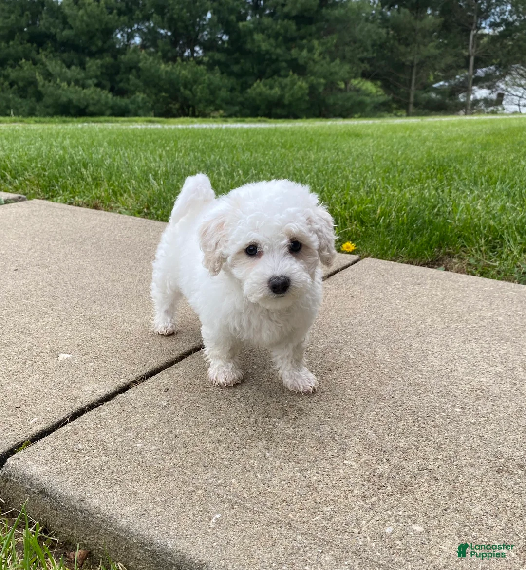 Bichpoo dogs for sale: Pippa - Ad 1