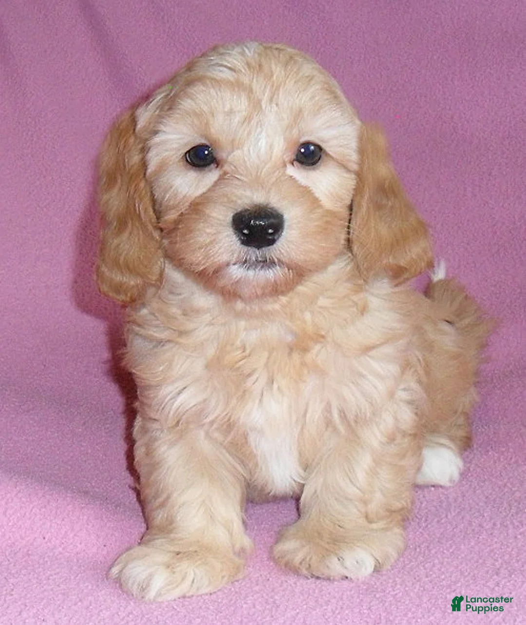 Shihpoo dogs for sale: Punkin - Ad 1