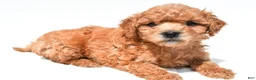 Mini Goldendoodle dogs for sale: Jace - Ad 3