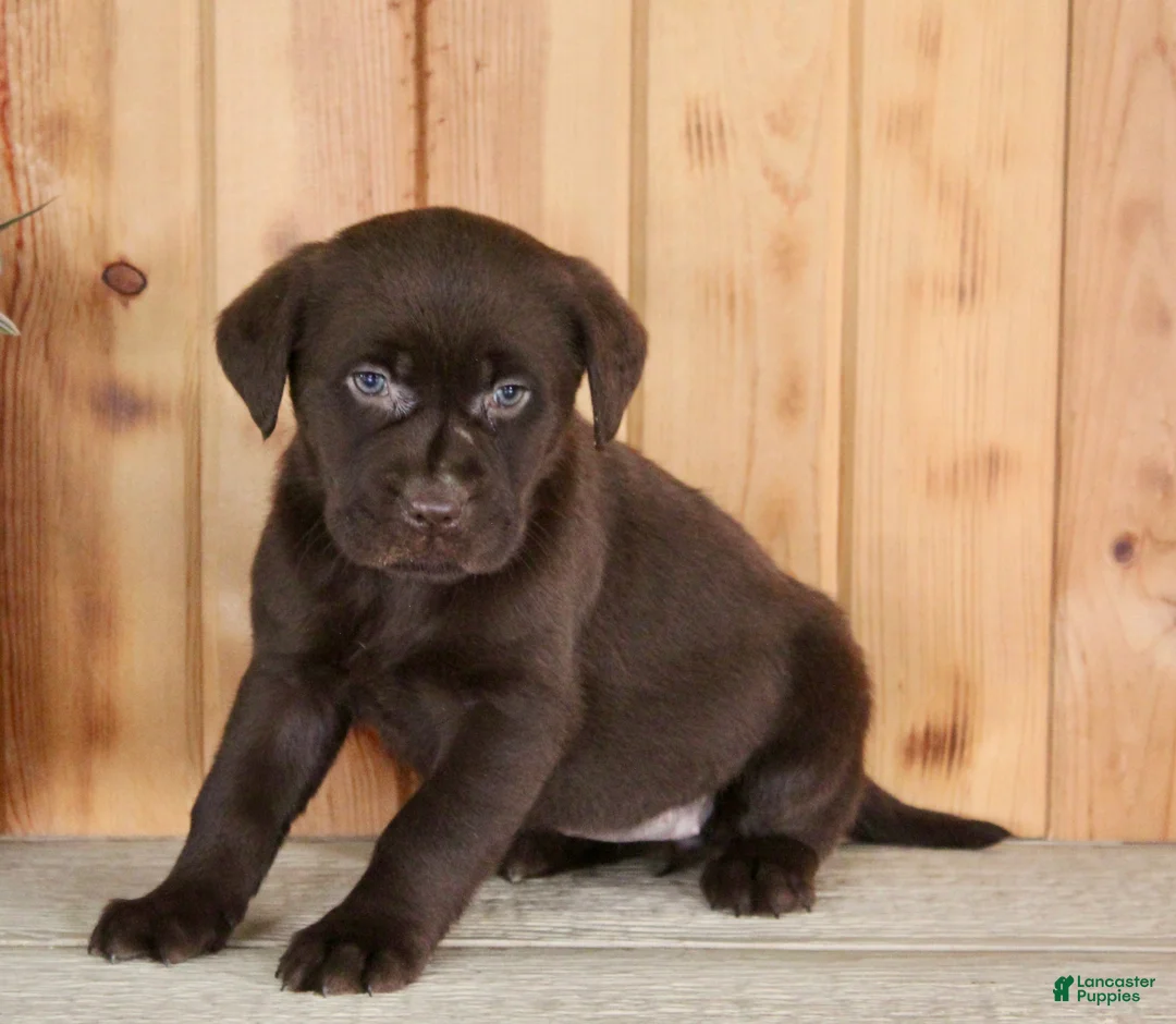 Labrador Retriever dogs for sale: Fiona - Ad 6
