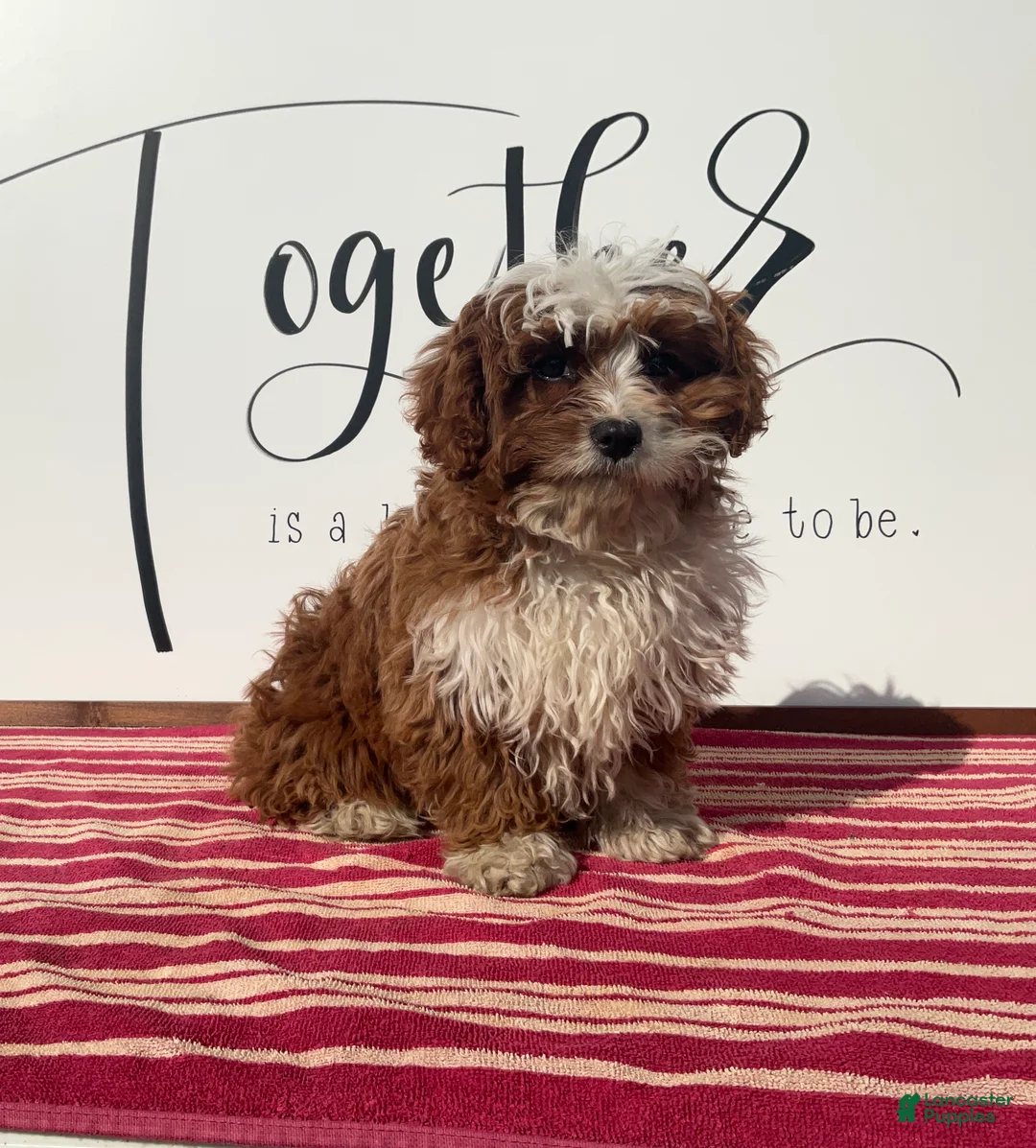 Cavapoo dogs for sale: Sammie - Ad 1