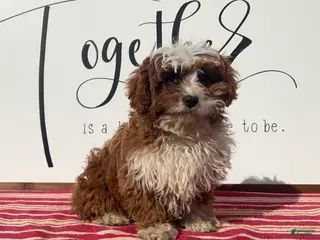 Cavapoo dogs for sale: Sammie - Ad 2