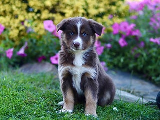 Miniature Australian Shepherd dogs - Ad 6