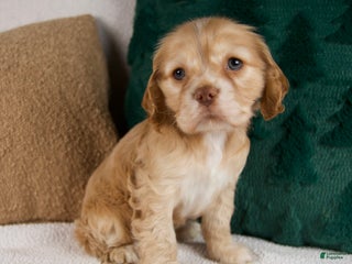 Cocker Spaniel dogs Reba - Ad 7