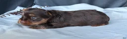 Yorkshire Terrier dogs for sale: Bruno - Ad 6