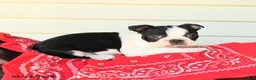 Boston Terrier dogs for sale: Sharie - Ad 1
