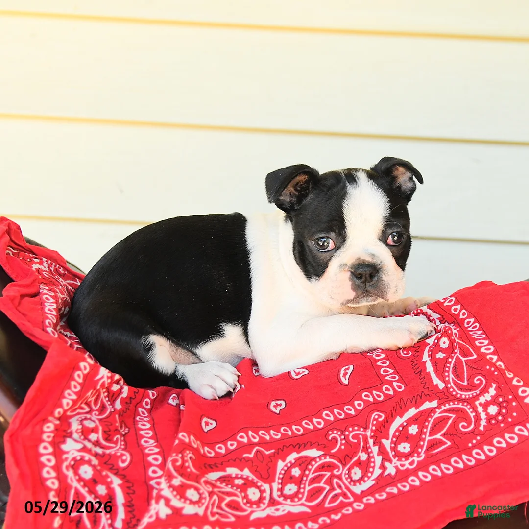 Boston Terrier dogs for sale: Sharie - Ad 1
