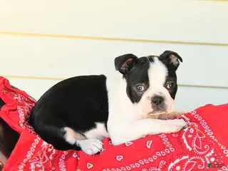 Boston Terrier dogs for sale: Sharie - Ad 1
