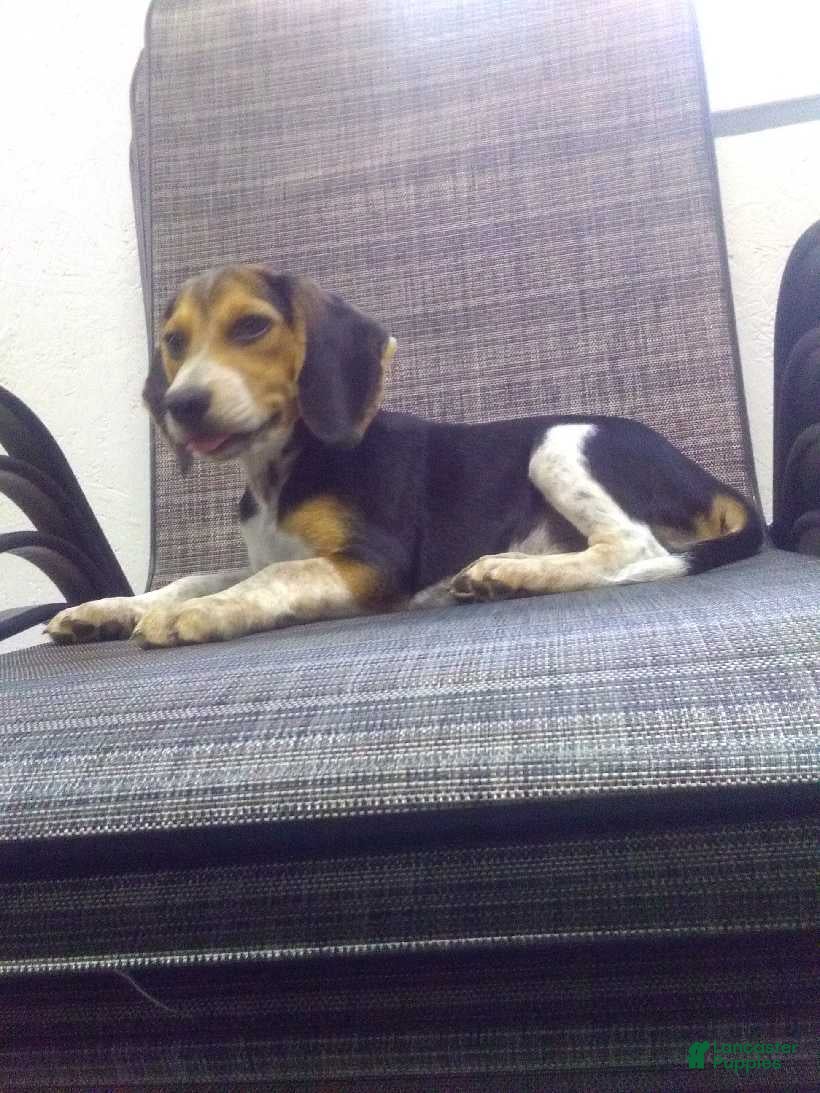 Beagle dogs Sam - Ad 2