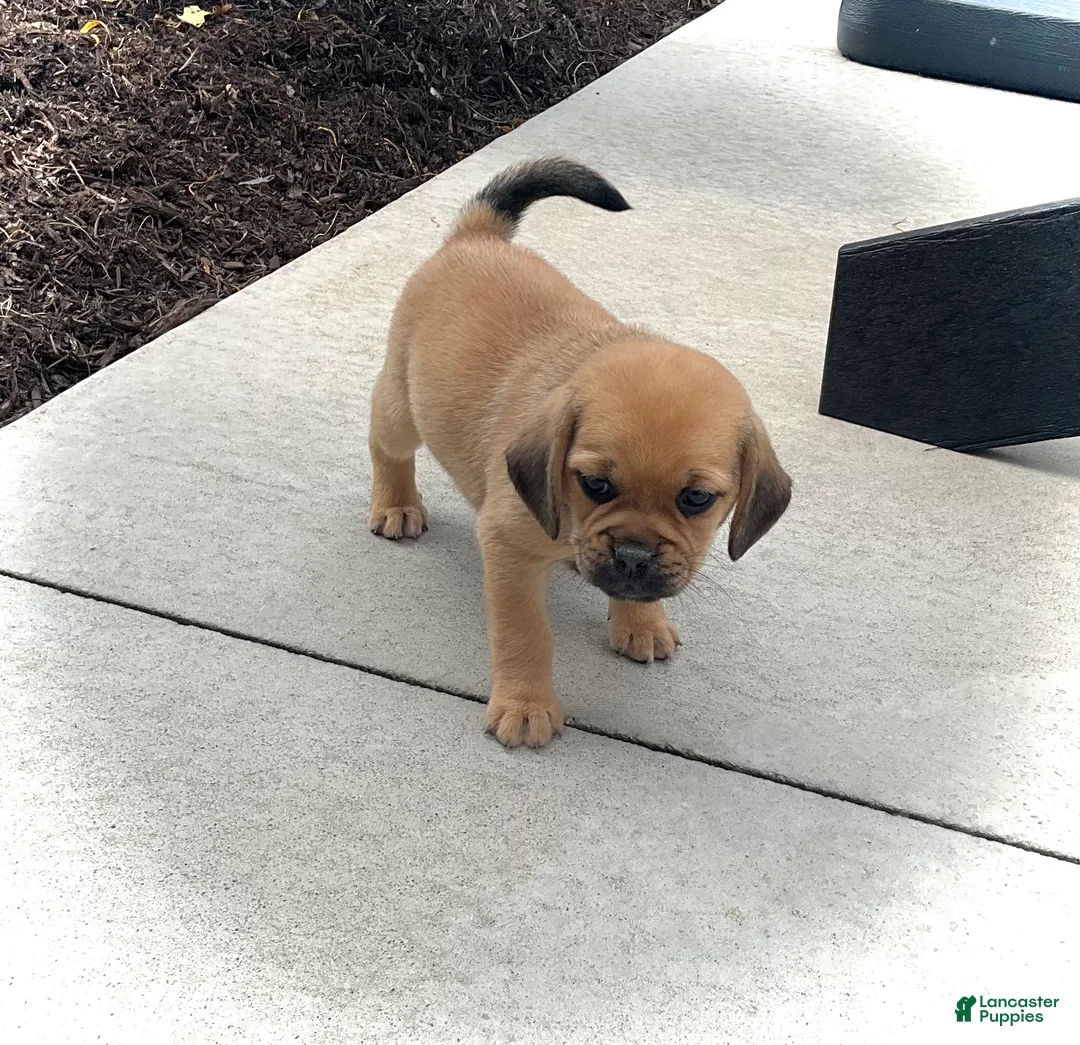 Puggle dogs for sale: Puggle 5 - Ad 2