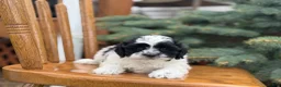 Shihpoo dogs for sale: Sials - Ad 8