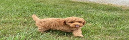 Cockapoo dogs for sale: Terrance - Ad 3