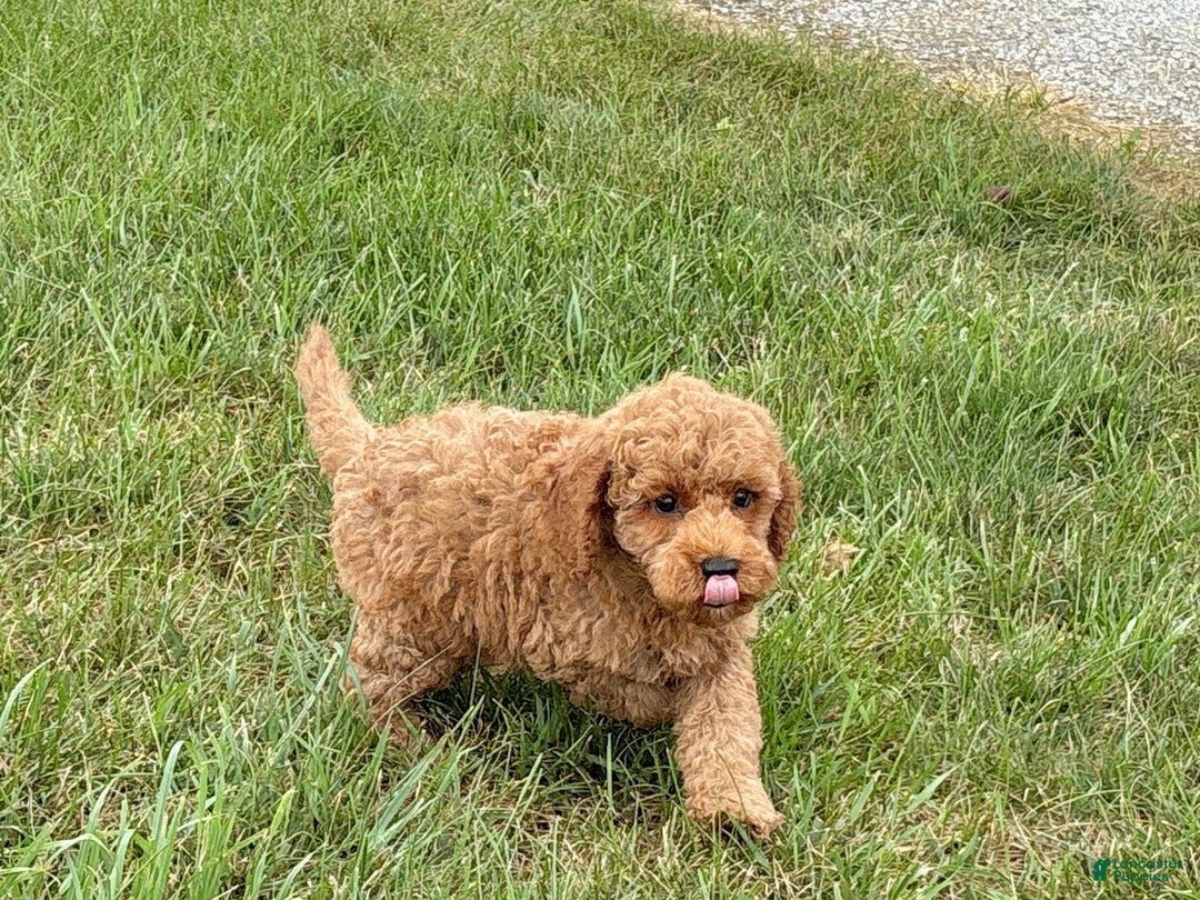 Cockapoo dogs for sale: Terrance - Ad 3