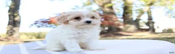 Cavapoo dogs for sale: Autuma  - Ad 4