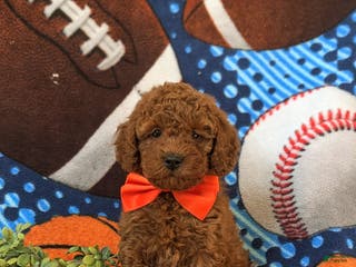 Miniature Poodle dogs Dallas 10 lbs Full Grown - Ad 13