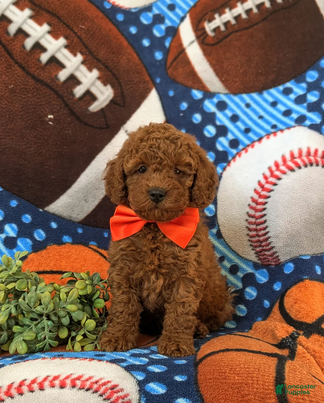 Miniature Poodle dogs for sale: Dallas 10 lbs Full Grown - Ad 1