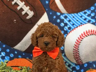 Miniature Poodle dogs Dallas 10 lbs Full Grown - Ad 36