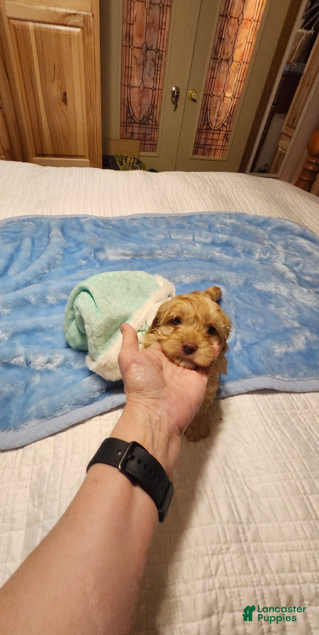 Mini Goldendoodle dogs for sale: Mini Goldendoodle Puppy 1 - Ad 2