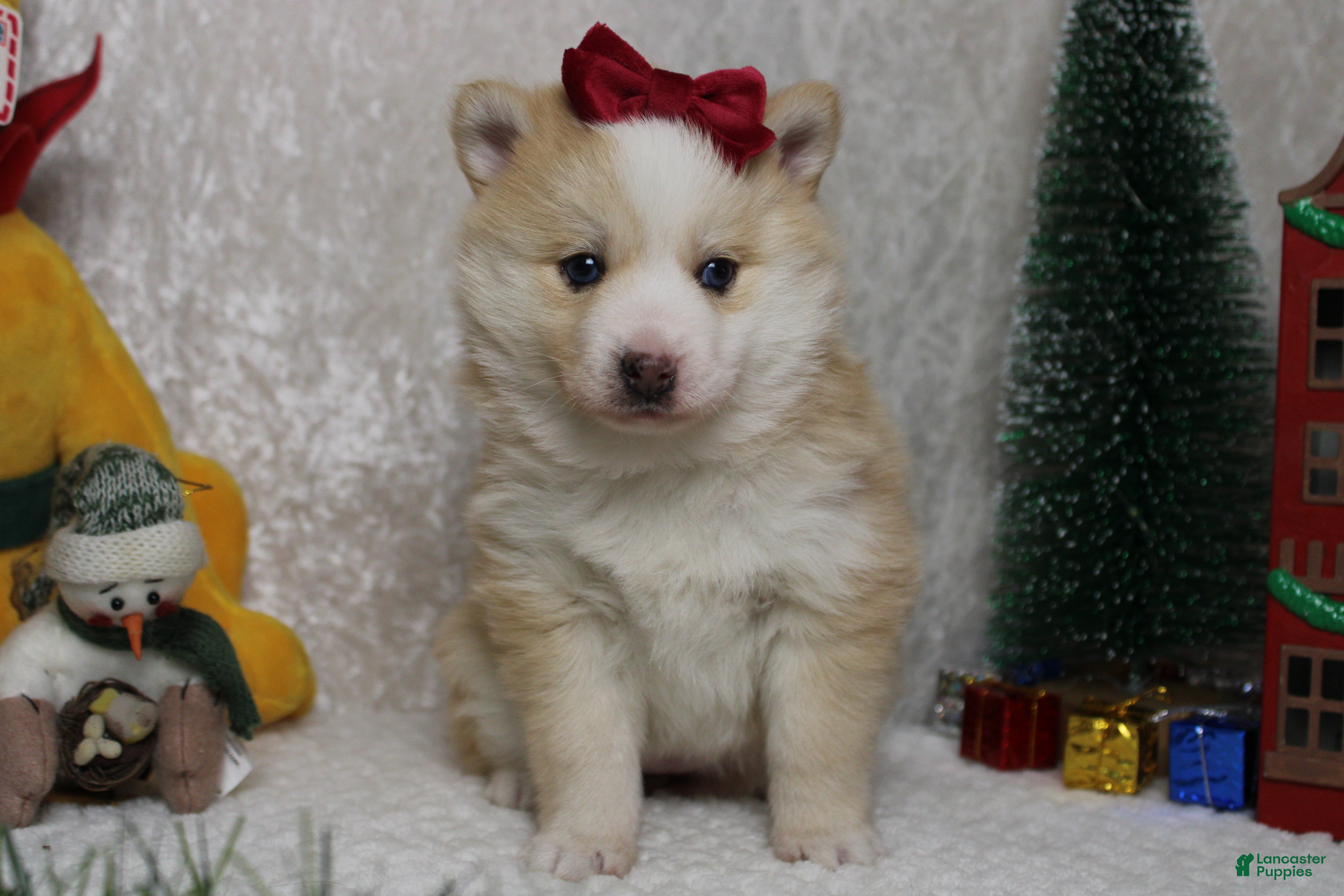 Pomsky dogs Shasta  - Ad 19