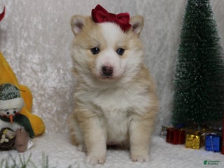 Pomsky dogs Shasta - Ad 18