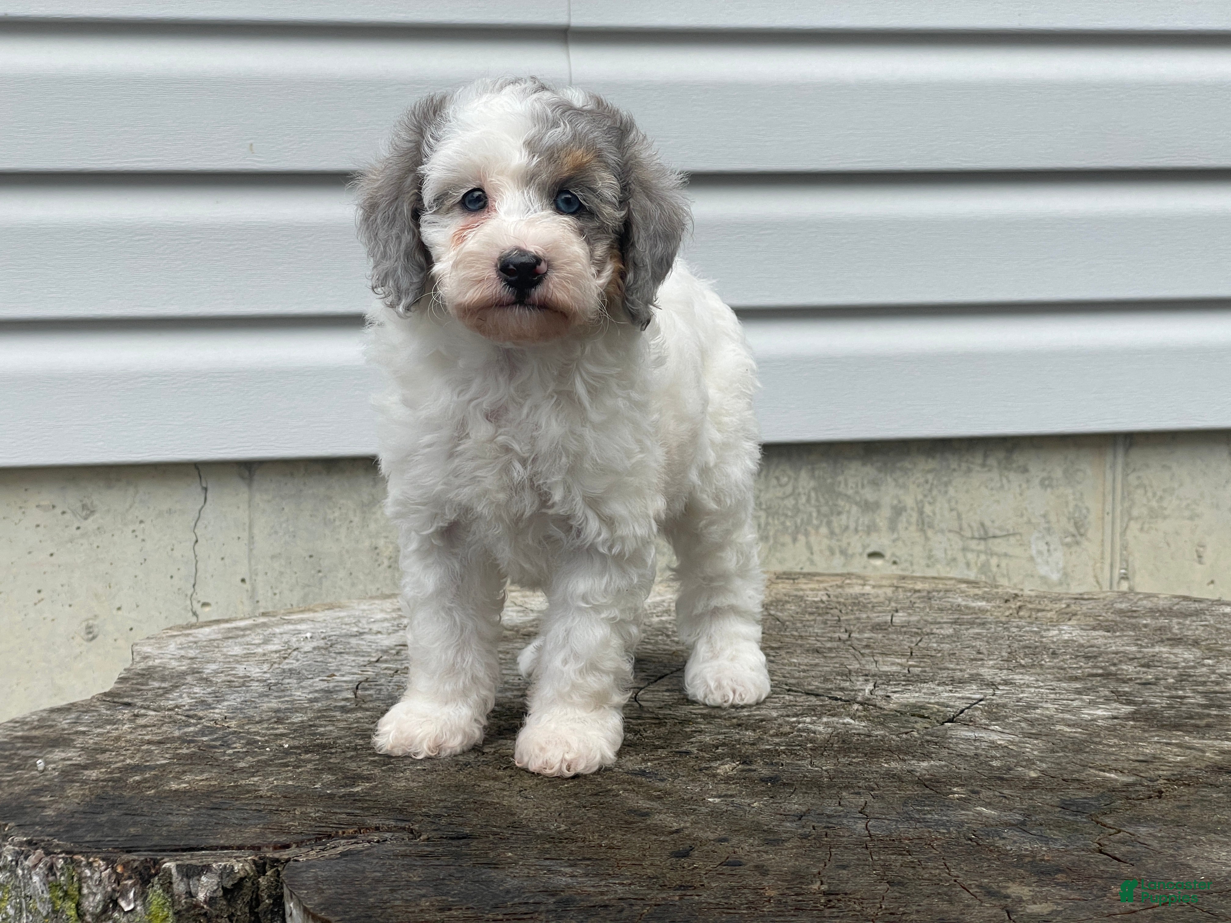 Miniature Poodle dogs Dimples Miniature Poodle  - Ad 2