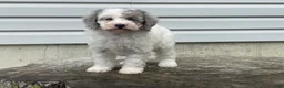Miniature Poodle dogs for sale: Dimples Miniature Poodle  - Ad 2