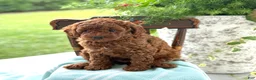 Miniature Poodle dogs for sale: Teddy - Ad 9