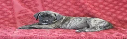 English Mastiff dogs for sale: Oscar - Ad 4
