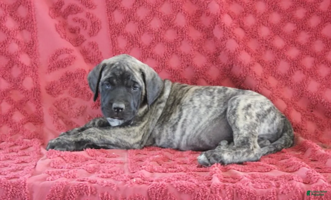 English Mastiff dogs for sale: Oscar - Ad 4