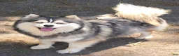 Pomsky dogs for sale: Merle boy - Ad 11