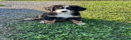 Bernese Mountain Dog dogs for sale: Primrose - Ad 3
