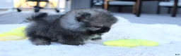 Pomeranian dogs for sale: Teacup Theo - Ad 2