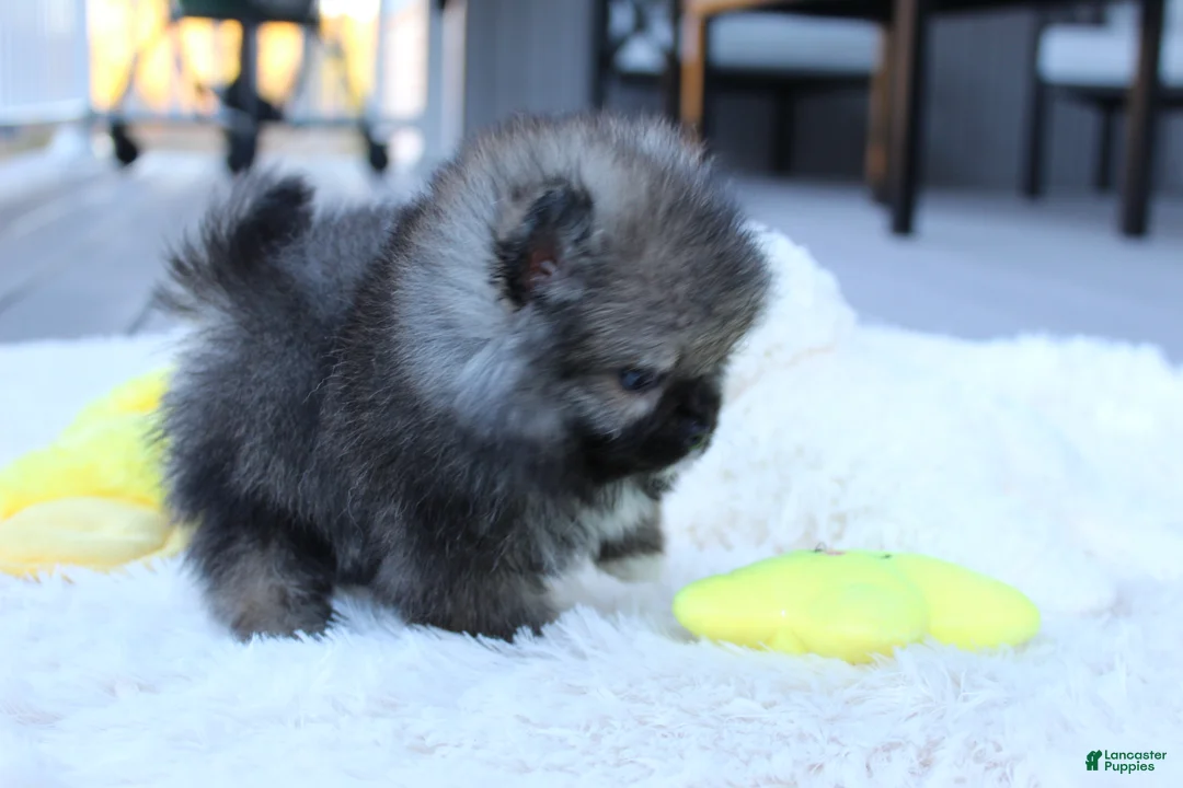 Pomeranian dogs for sale: Teacup Theo - Ad 2