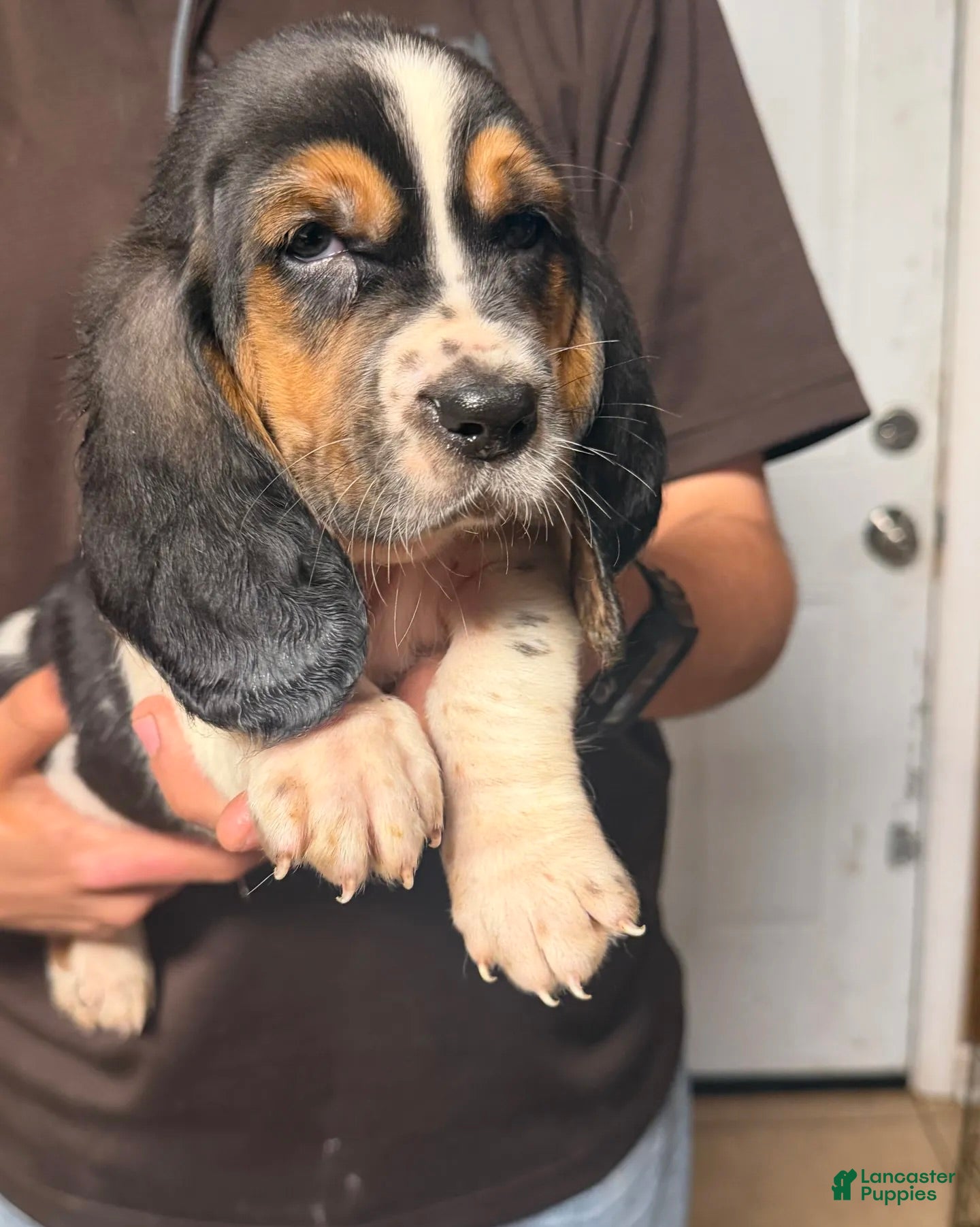 Basset Hound dogs Chris Boy - Ad 2