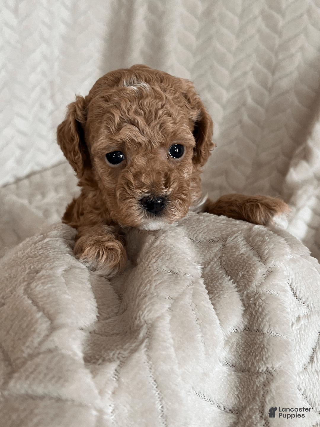 Toy Poodle dogs for sale: Ginger - Ad 1
