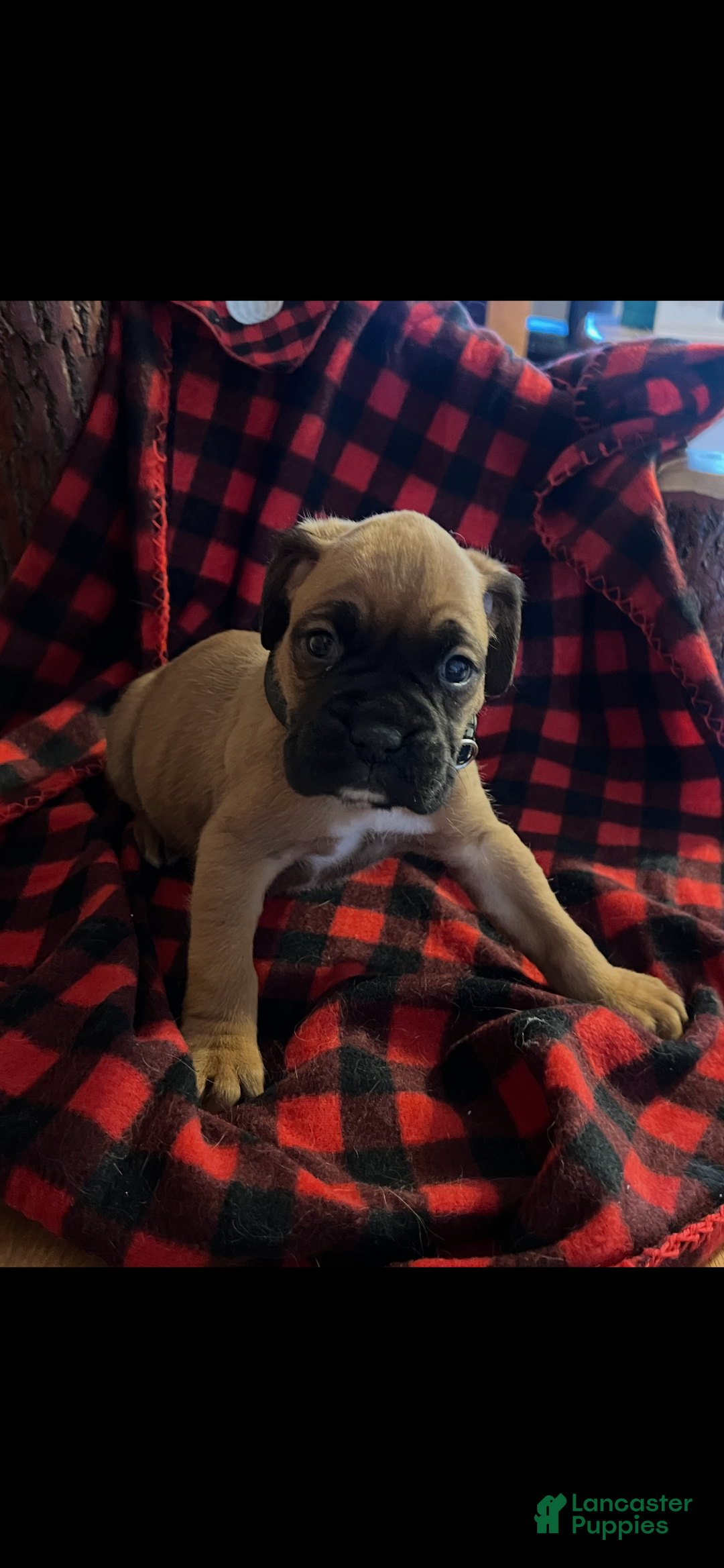 Boxer dogs for sale: Boxer Puppy 3 - Ad 1