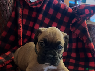 Boxer dogs Boxer Puppy 3 - Ad 39