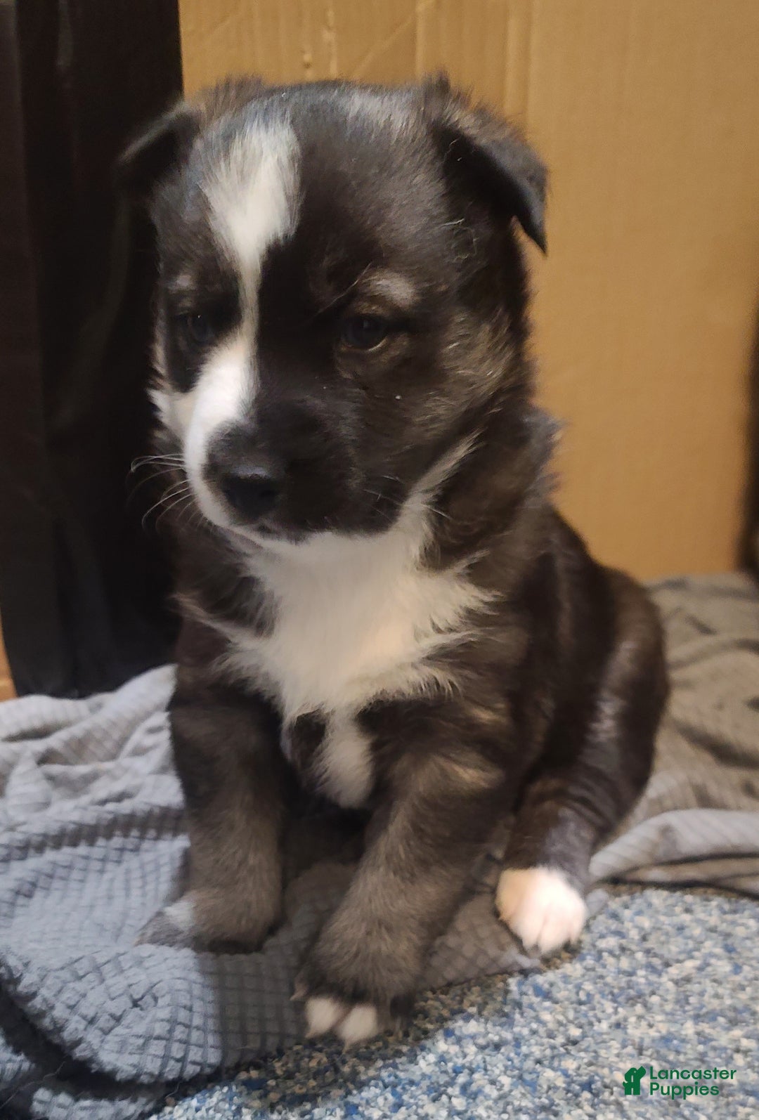 Pomsky dogs for sale: Capu - Ad 8