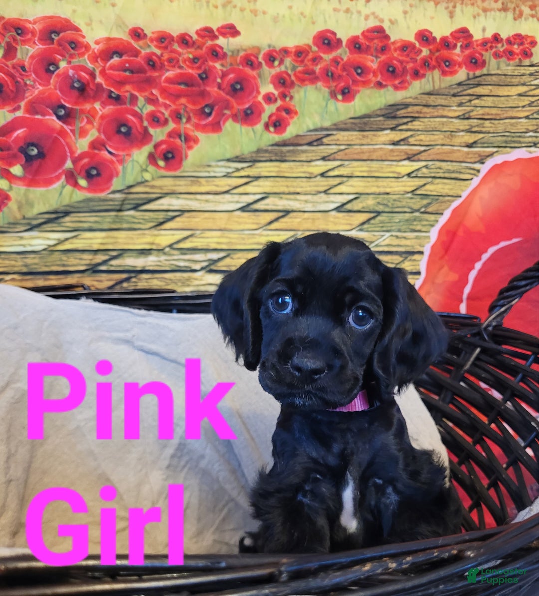 Cockapoo dogs for sale: Pink Girl  - Ad 19
