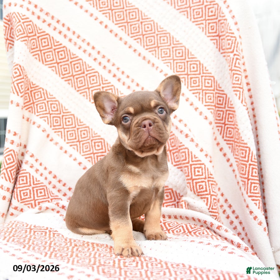 French Bulldog dogs Beatrice - Ad 1