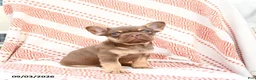 French Bulldog dogs for sale: Beatrice - Ad 1