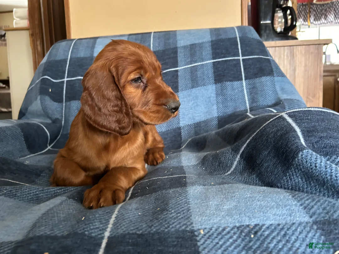 Irish Setter dogs for sale: Irish Setter male green collar - Ad 3