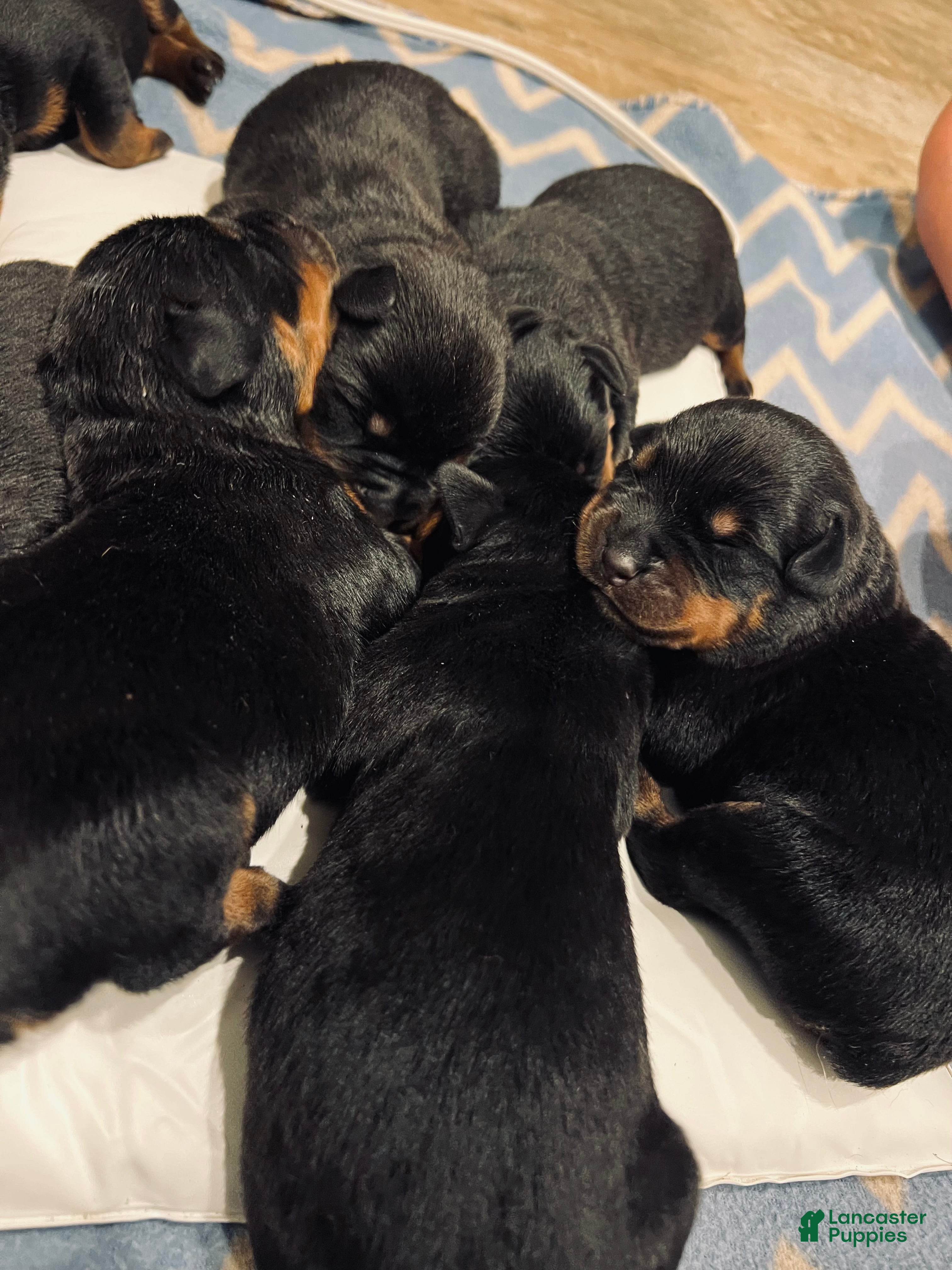 Rottweiler dogs for sale: Rottweiler 2 - Ad 3