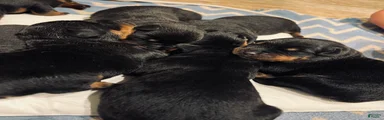 Rottweiler 2