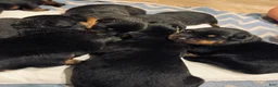 Rottweiler dogs for sale: Rottweiler 2 - Ad 1